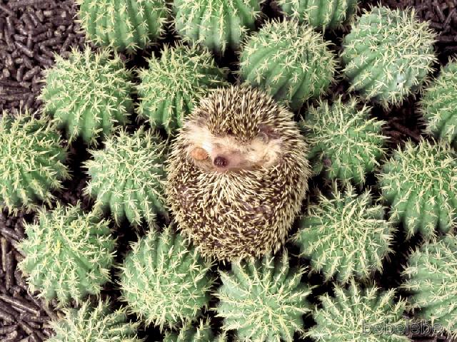 Hedgehog Pet For Sale