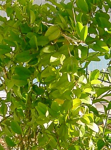 my exotic plants: August 2006