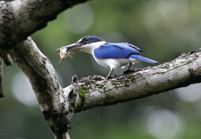 Feeding habits of kingfishers – Bird Ecology Study Group