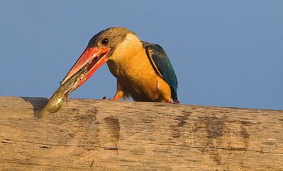 Feeding habits of kingfishers – Bird Ecology Study Group
