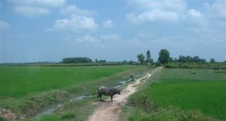 no caminho encontramos diversos campos de arroz e bufalos d'agua