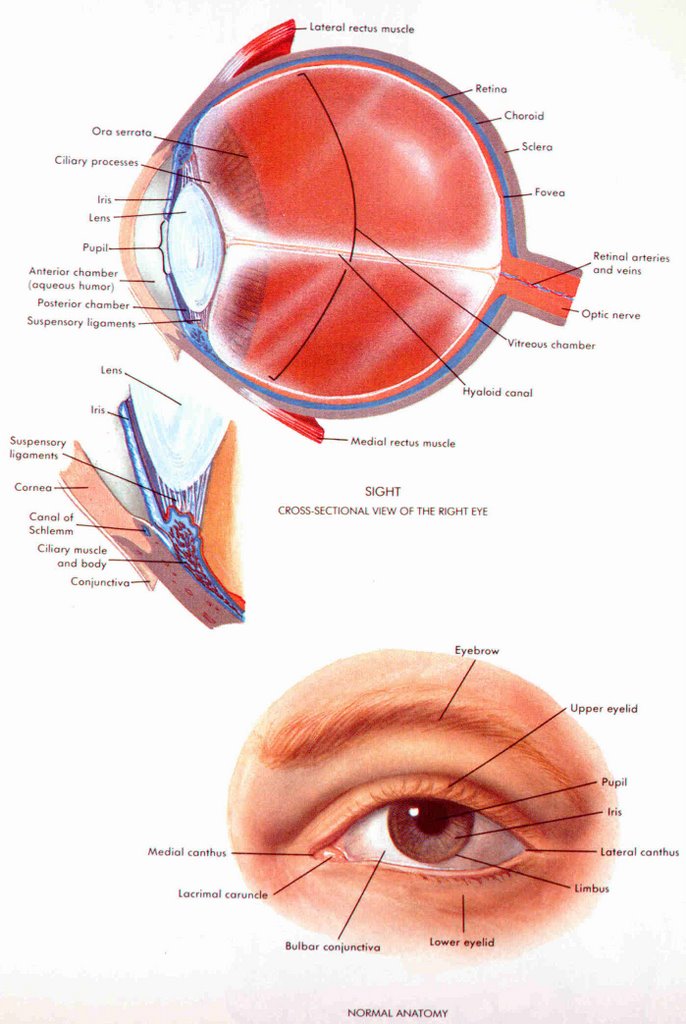Eye Muscle Spasms 105