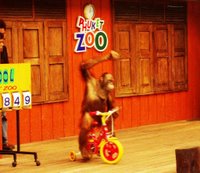 orangutan Rides a Bike