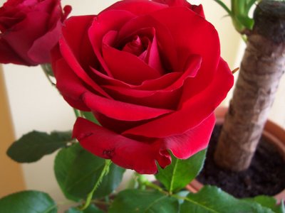 rosa
