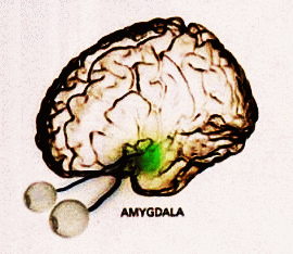BrainEthics: You are your amygdala