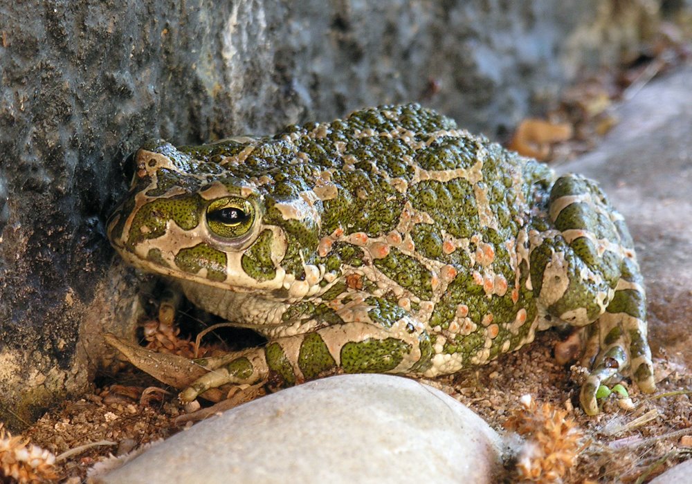 Какой вид лягушек едят. Зеленая жаба Bufo viridis. Жаба зелёная – Bufo viridis (Laurenti, 1768). Зеленая жаба Крым. Среднеазиатская жаба.