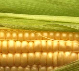 OGM, Nocivités graves de trois maïs Monsanto GMO