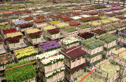 types of flowers grown in greenhouses Wedding with Lots of Flowers | 500 x 325