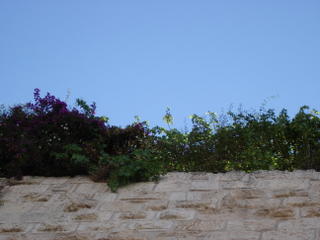 The stones of the Western Wall crowned with leaves and flowers