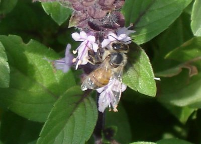 Bee and basil blossom