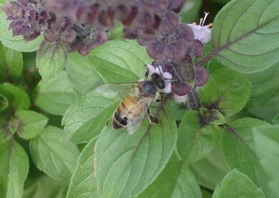 Another bee, another basil blossom