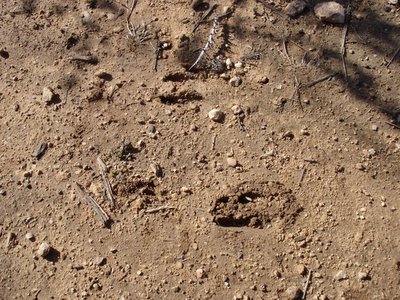 Deer tracks in the Gazelle Valley in Jerusalem