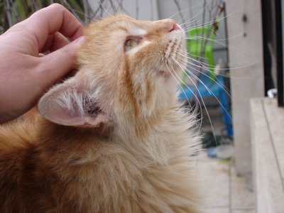 Long-haired red tabby cat being skritched