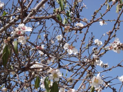 Early almond blossoms