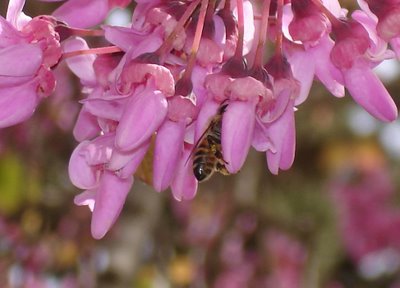 Bee in tree blossoms