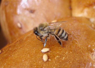 Bee on hallah