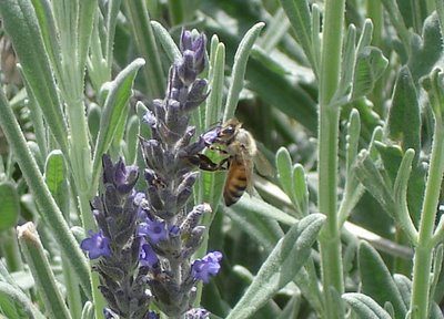Bee on lavender blossom