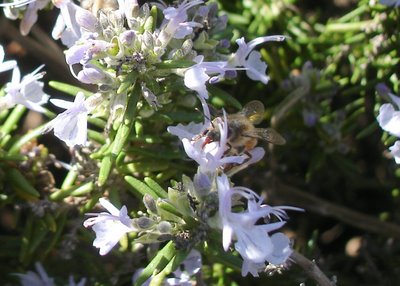 Bee sipping rosemary nectar