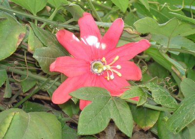 Big red flower