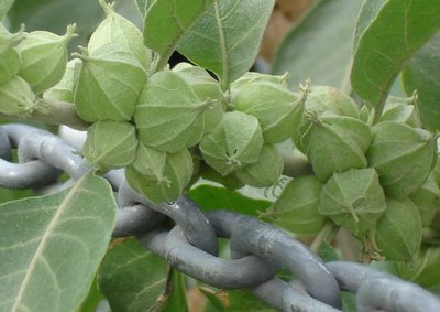 Buds and chain
