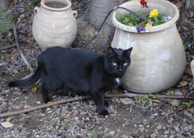 Black cat among the flowerpots