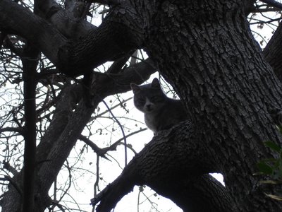 Cat resting in tree
