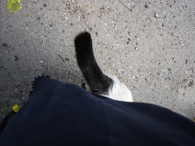 Cat under skirt