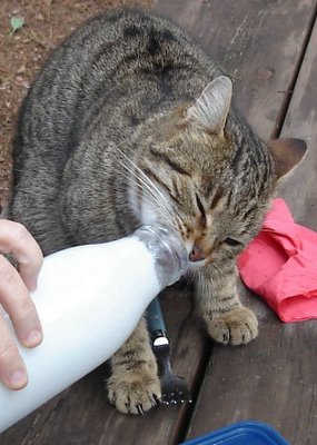 Cat licking yogurt bottle