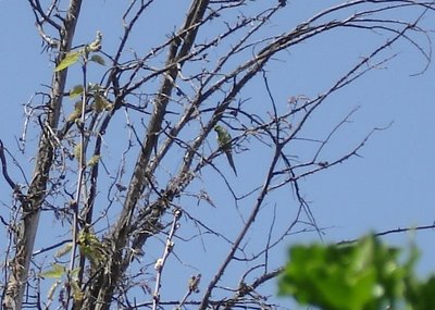 Parakeet from a distance