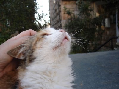 The Self-Skritching Calico Cat gets skritched