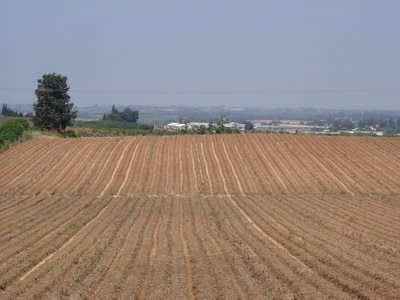 Harvested field near Ra’anannah
