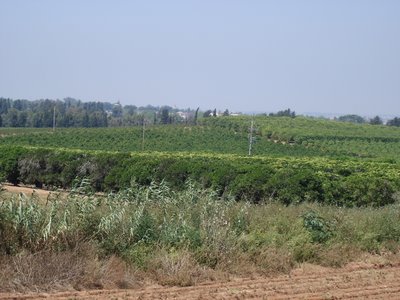 Field and orchard outside Ra’anannah