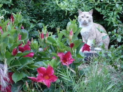 Flowers and kittycat