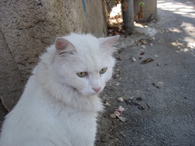 Friendly white kittycat