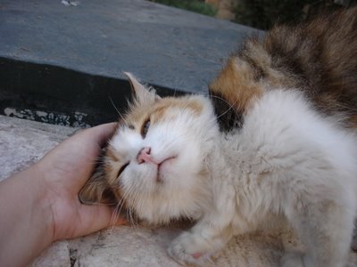 The Self-Skritching Calico Cat
