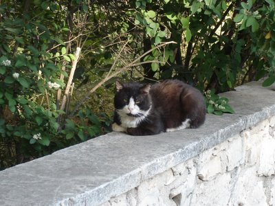 Tuxedo kittycat on a wall