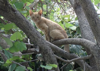Young fellow in a tree