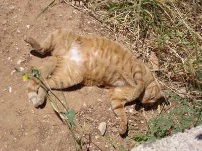 Red tabby kittycat shows off his tummy