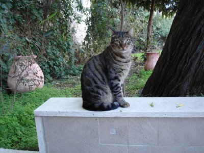 Striped cat posing