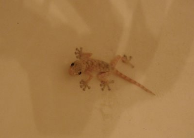 Lizard in the bathtub