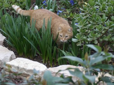 Mister Neighborcat prowls