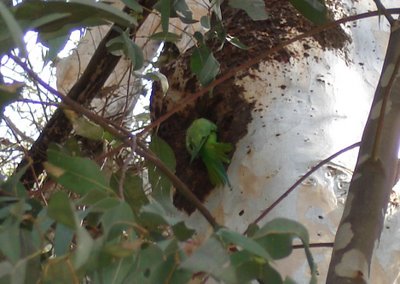 Wild parakeet on eucalyptus tree trunk