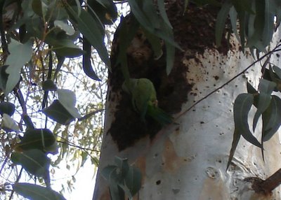 The same wild parakeet, slightly darker