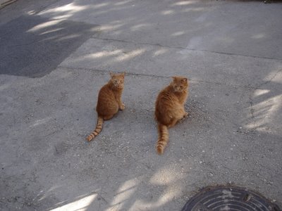 Two orange cats in Nahlaot