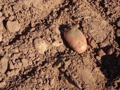 Potatoes left in field