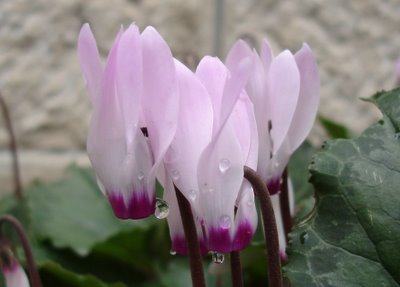 Rakafot (cyclamens) in bloom