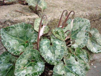 Cyclamen leaves and buds
