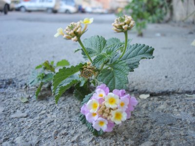 Plant growing in sidewalk crack