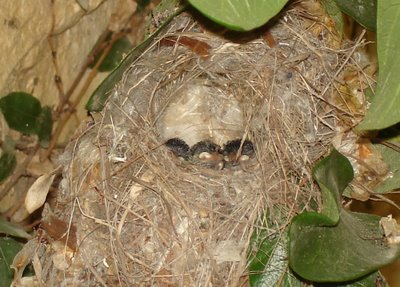 Sunbird nest with young