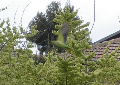Parakeet takes off